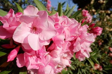 A bouquet of full bloom pink oleander or cerium flower blooming on green leaves tree with blue sky and sunlight in the middle of summer in Marseille, France.