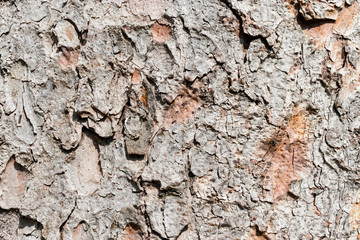 Macro photo of the crust of an old tree at the Margit Island in Budapest.