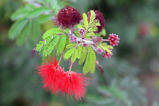 Closeup of red flower of fairy duster