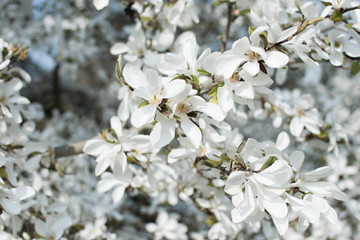 Weisse Magnolia
