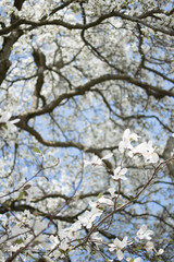 Weisse Magnolia