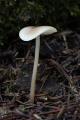 Mushroom, photo Czech Republic, Europe