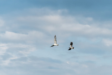 European Northern Lapwing or Green Plover, Vanellus vanellus, in flight. Lapwing attacks gull, protecting its chicks