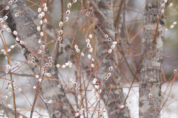 Pussy willow, pussycat or catkins, classic beginning of the spring in the Nordic countries and a favorite for the children.