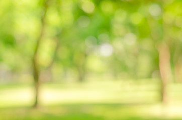 abstract bio green blur nature background trees lush foliage in the park at morning with sunlight.