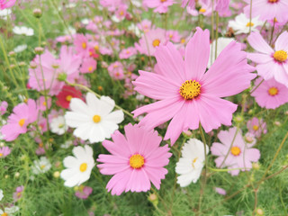 Close-up Pink flower  in the garden. and Morning light Is a beautiful flower