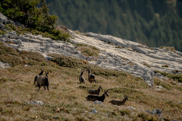 herd of mountain goats