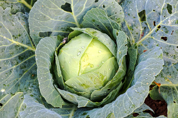 Obraz premium A head of cabbage closeup grows on a bed. Growing vegetable cabbage