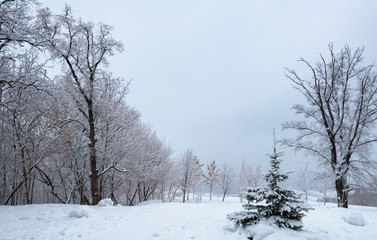 Obraz na płótnie Canvas Winter landscape, trees in the snow near a frozen river after a heavy snowfall.