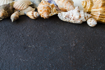 Different seashells on dark concrete background. Summer background. Summer vacation concept.