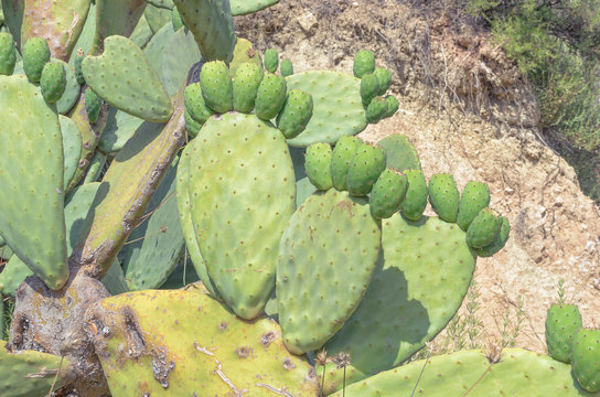 Opuntia ficus-indica (Prickly pear). Species of cactus. Shapes that remember to a foot.