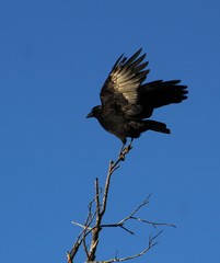 A Beautiful Blackbird With Wings Spread Against A Deep Blue Oklahoma Sky