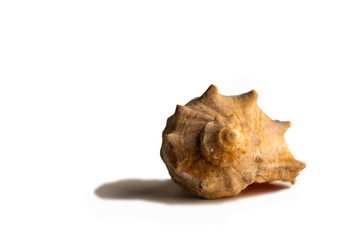 sea shell isolated on white background