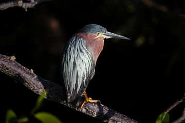 A Green Heron sits on a tree watching its nest at the Wakodahatchee Wetlands in Delray, Florida.