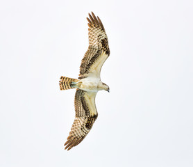 An Osprey flies overhead at a beach on Hutchinson Island, Florida. He is seeking a fish dinner.