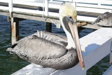 pelican