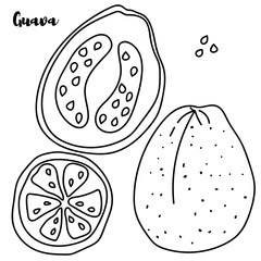 Guava icon line element. Vector illustration of guava icon line isolated on clean background for your web mobile app logo design.