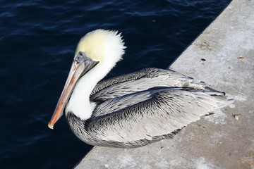 pelican