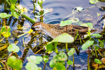 A Sora, an elusive water bird or rail that hides in the reeds and is generally hard to spot, at the Wakodahatchee Wetlands in Delray, Florida.