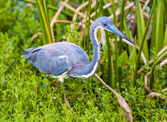 A Tri-colored Heron in mating plumage sits in a wetland at the Wakodahatchee Wetlands in Delray, Florida.