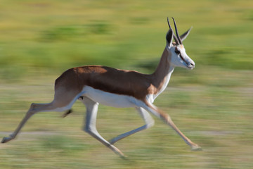 Springbok_.9002
