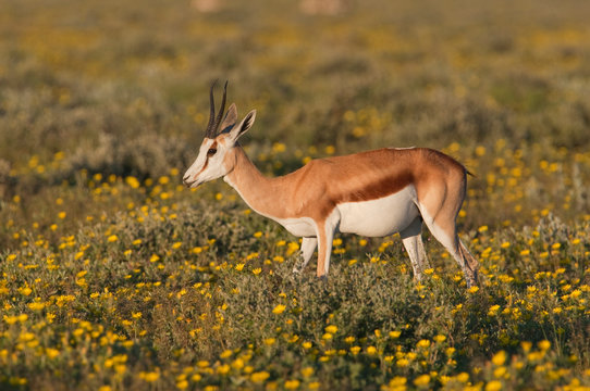 Springbok_.9004