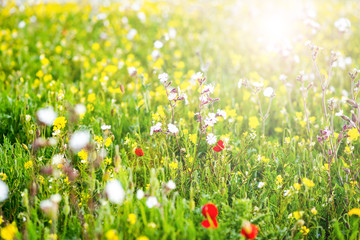 Fototapeta na wymiar Wild Flowers on Meadow in Summer. Blur Bokeh Background