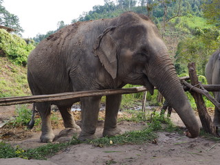 elefante