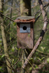 box of birds in the forest