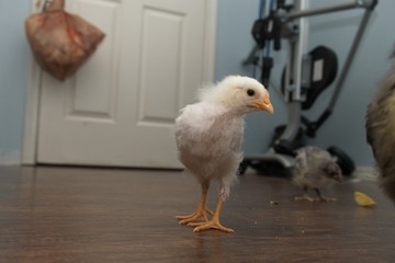 Pullet Chicken chicks indoors