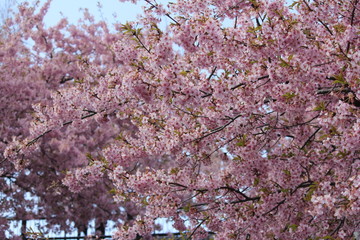 河津桜　いわき