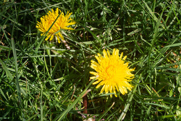 Dandelion in a garden during spring