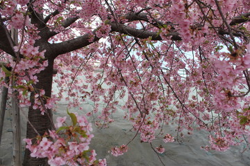 河津桜　いわき