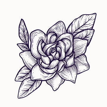 Minimalist gardenia tattoo, realistic gardenia flower drawing, tattoo  gardenia flower drawing, easy gardenia coloring pages for kids 36368479  Vector Art at Vecteezy