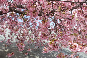 河津桜　いわき