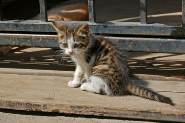 Small kitten on the streets of Riga city, Latvia