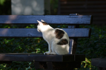 Cat sitting on a bench in a park in Berlin, Germany