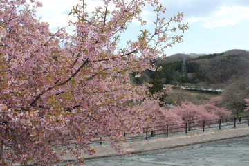 河津桜　いわき