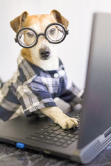 Adorable dog is working on project online. Using computer laptop. Pet wearing stylish blue clothes...