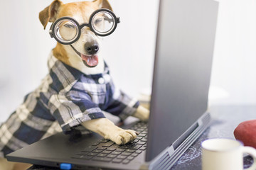 freelancer dog using computer. Funny pet in blue shirt and nerd looking at camera and smiling....