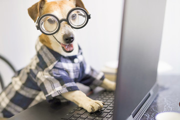 Happy smiling dog is working on project online. Using computer laptop. Pet wearing glasses and blue shirt. Freelancer work from home during quarantine Social distancing lifestyle. Busy smart ass