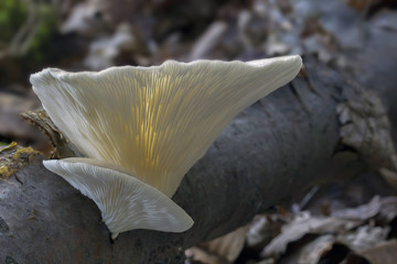 Mushroom, photo Czech Republic, Europe