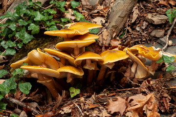 Armillaria mellea, honey mushrooms that grow among the ivy on the forest floor