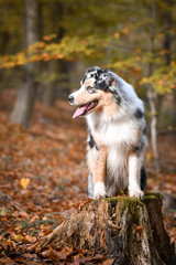 Fototapeta premium Portrait of Australian shepherd is standing on stump. She is waiting for other order. And she is so cute.