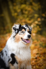Australian shepherd is sitting in nature around are leaves in air. She is so cute dog.