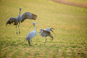 Obraz na płótnie Canvas Close up image of Blue Cranes on a wheat field in the overberg of south africa