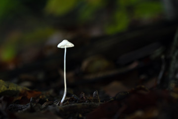 Mushroom, photo Czech Republic, Europe