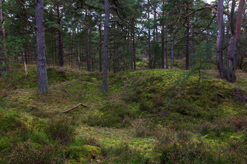 Primeval forest Darß