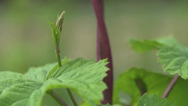Hopfenanbau in der Hallertau in S&uuml;ddeutschland
