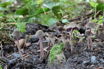 Mushroom, photo Czech Republic, Europe